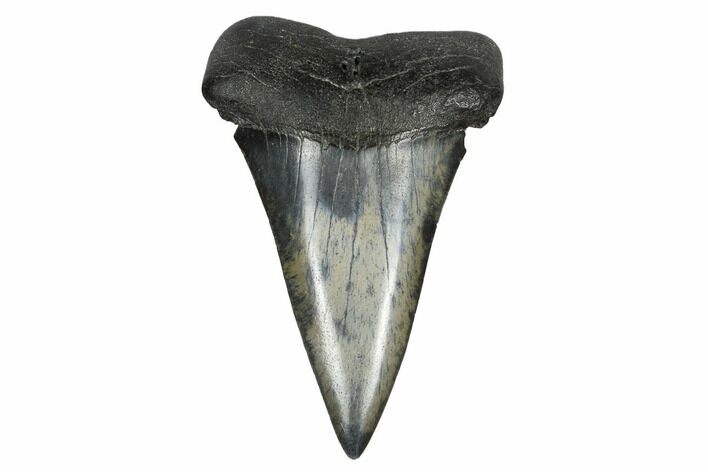 Fossil Broad-Toothed Mako Tooth - South Carolina #172057